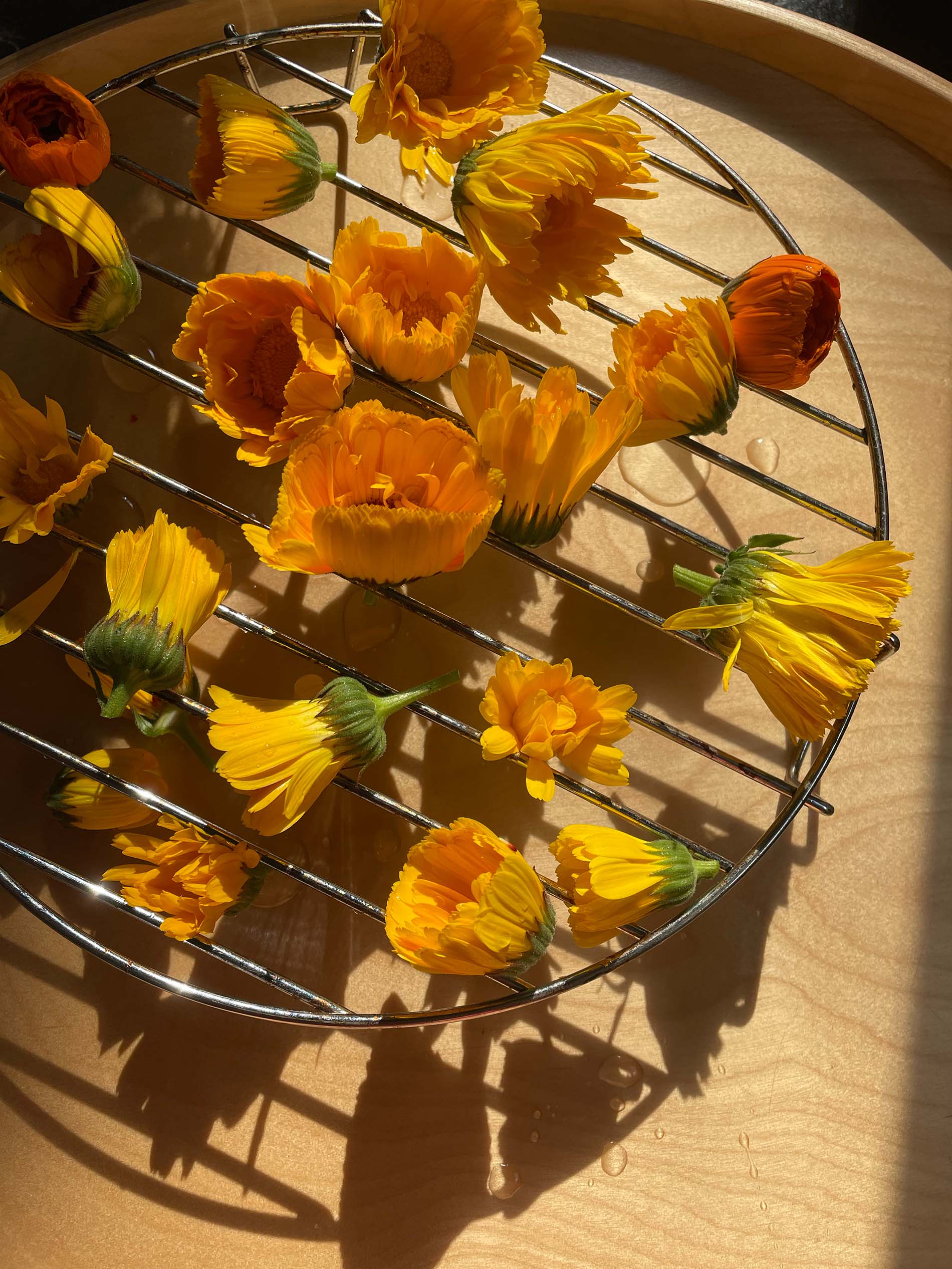Goudsbloem drogen