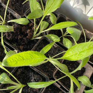 artisjok plant kopen